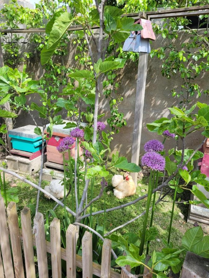 Tiny House Cosy 2 - Angers Green Lodge מראה חיצוני תמונה